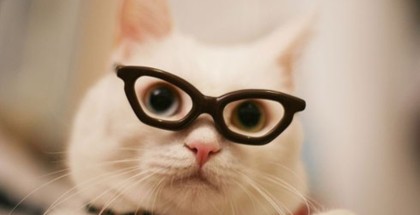 cat in the glasses